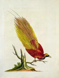 Golden Peacock